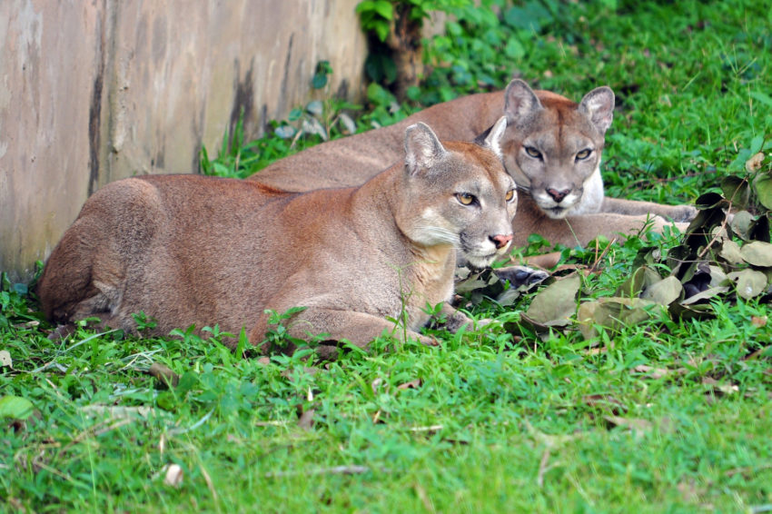 The Cougar on the Androscoggin County Flag: A Symbol of Historical Significance and Natural Heritage